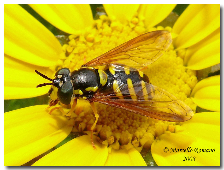 Chrysotoxum intermedium (Syrphidae) di oggi, a Segesta